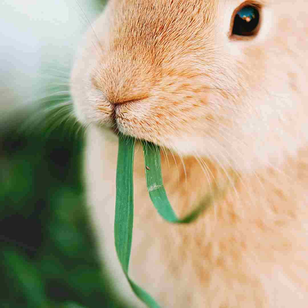 rabbit or duck illusion