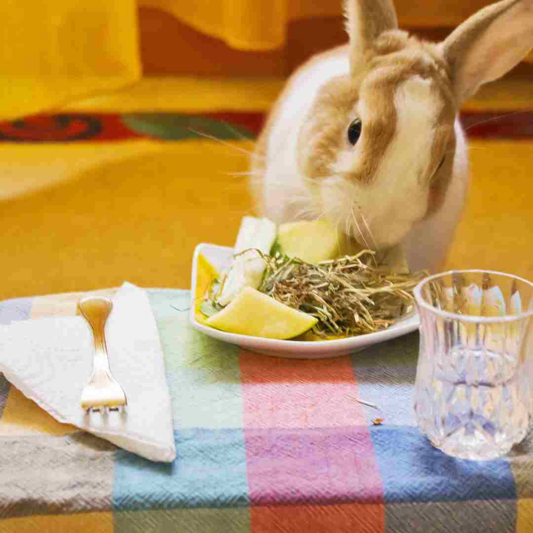 is rabbit good for you