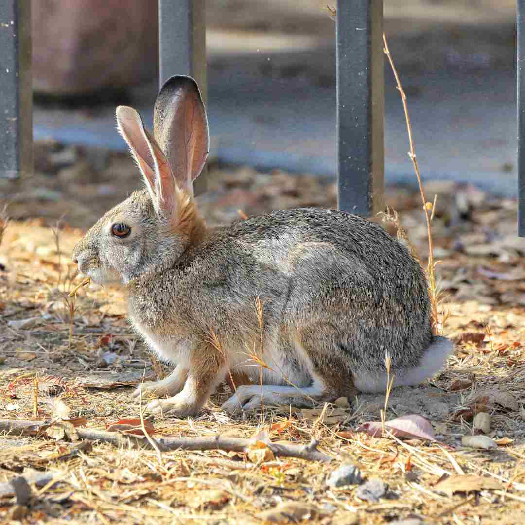how to deal with rabbit infestation