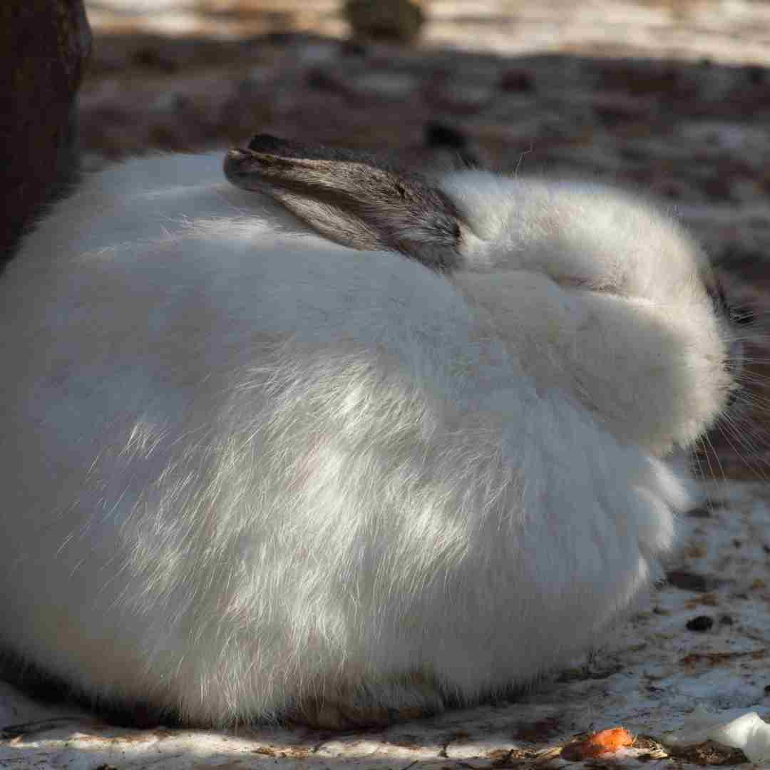 where do rabbits sleep in the winter