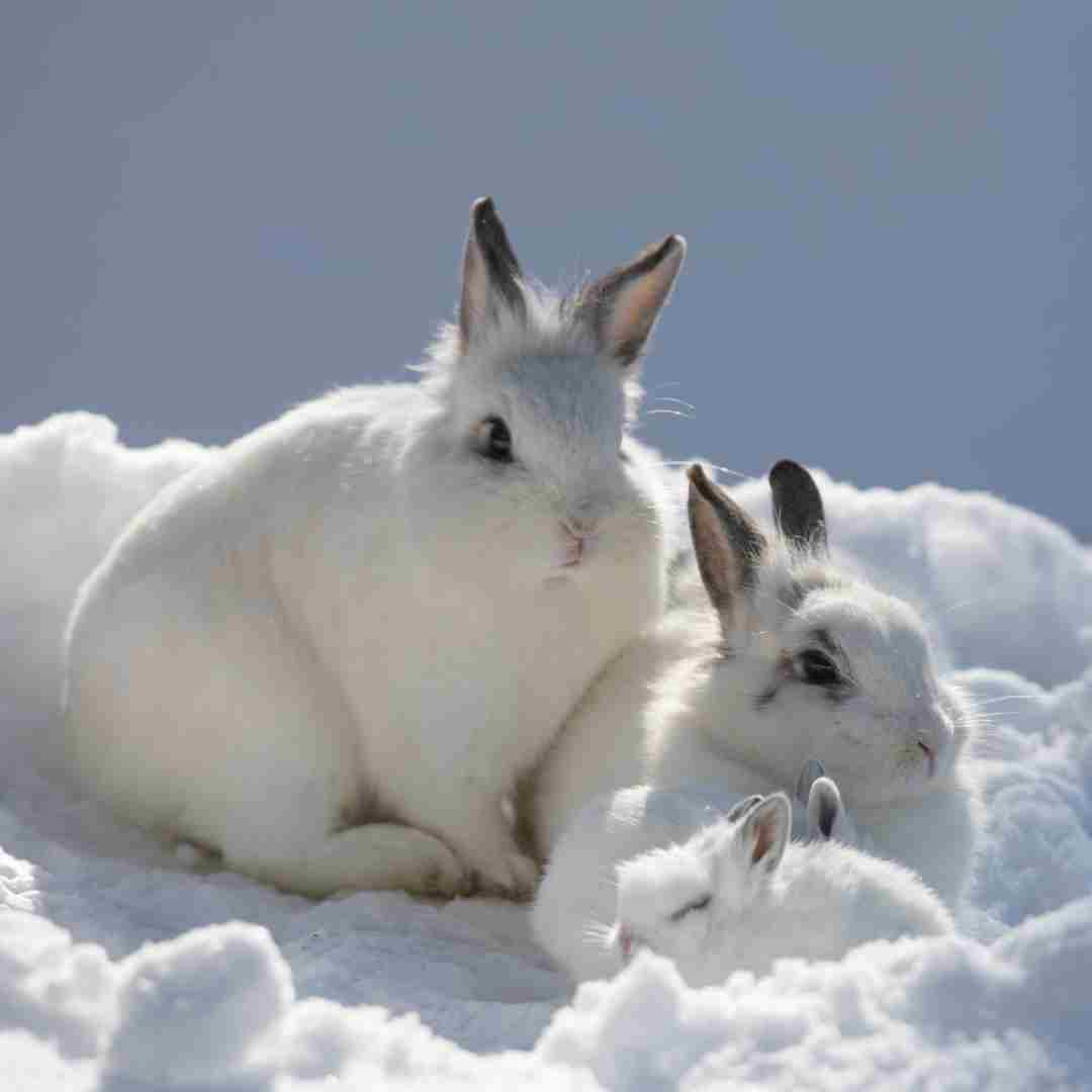 where do rabbits sleep in the winter