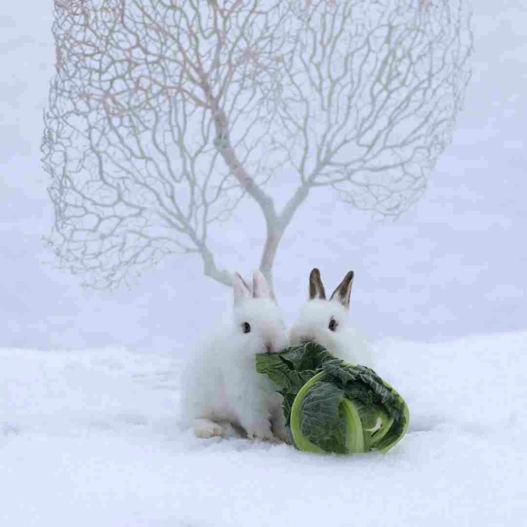 can rabbits eat cabbage