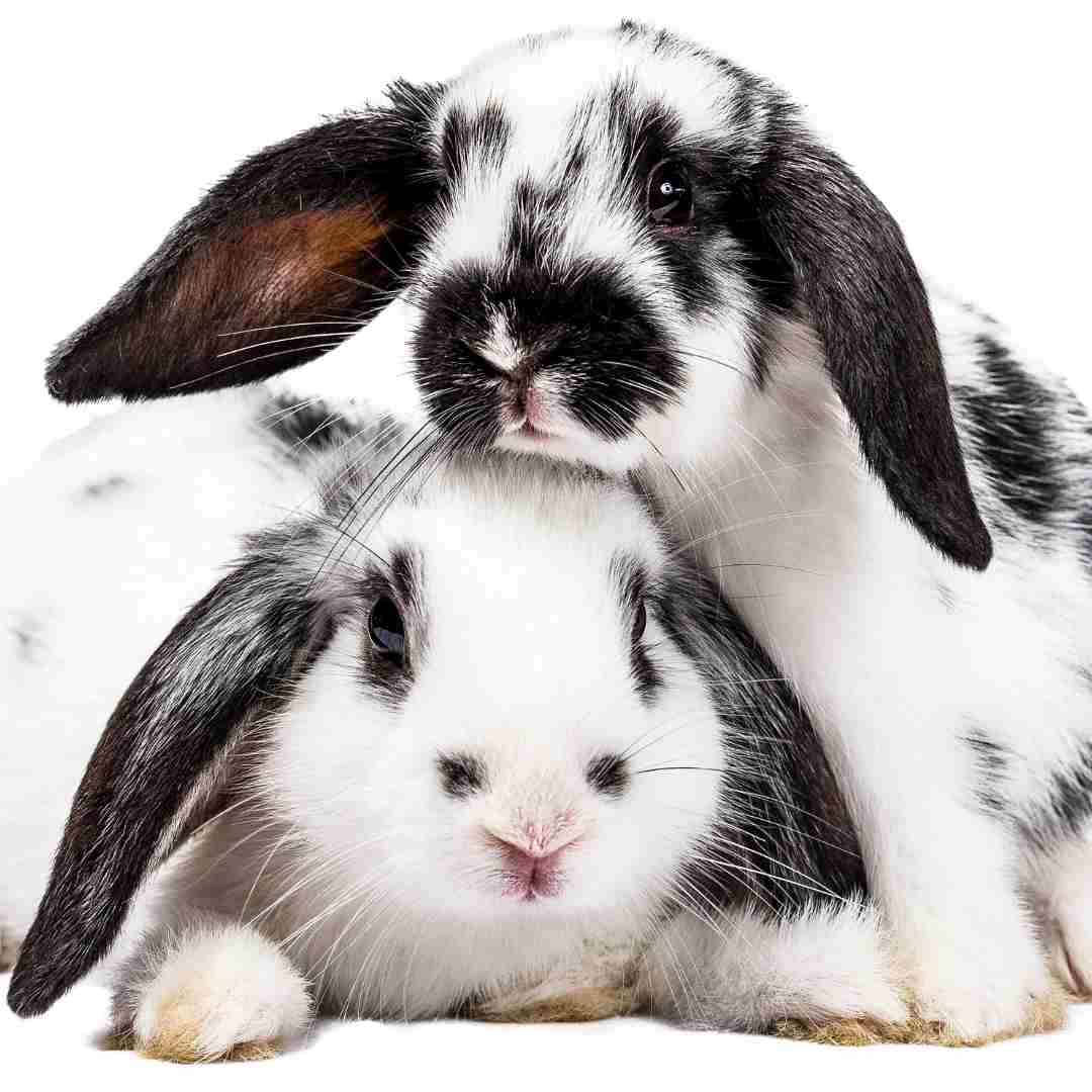 why rabbit is not a good pet