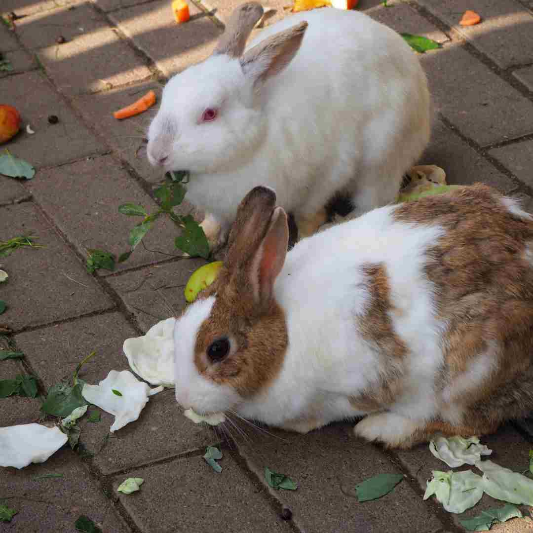 can rabbits eat cabbage