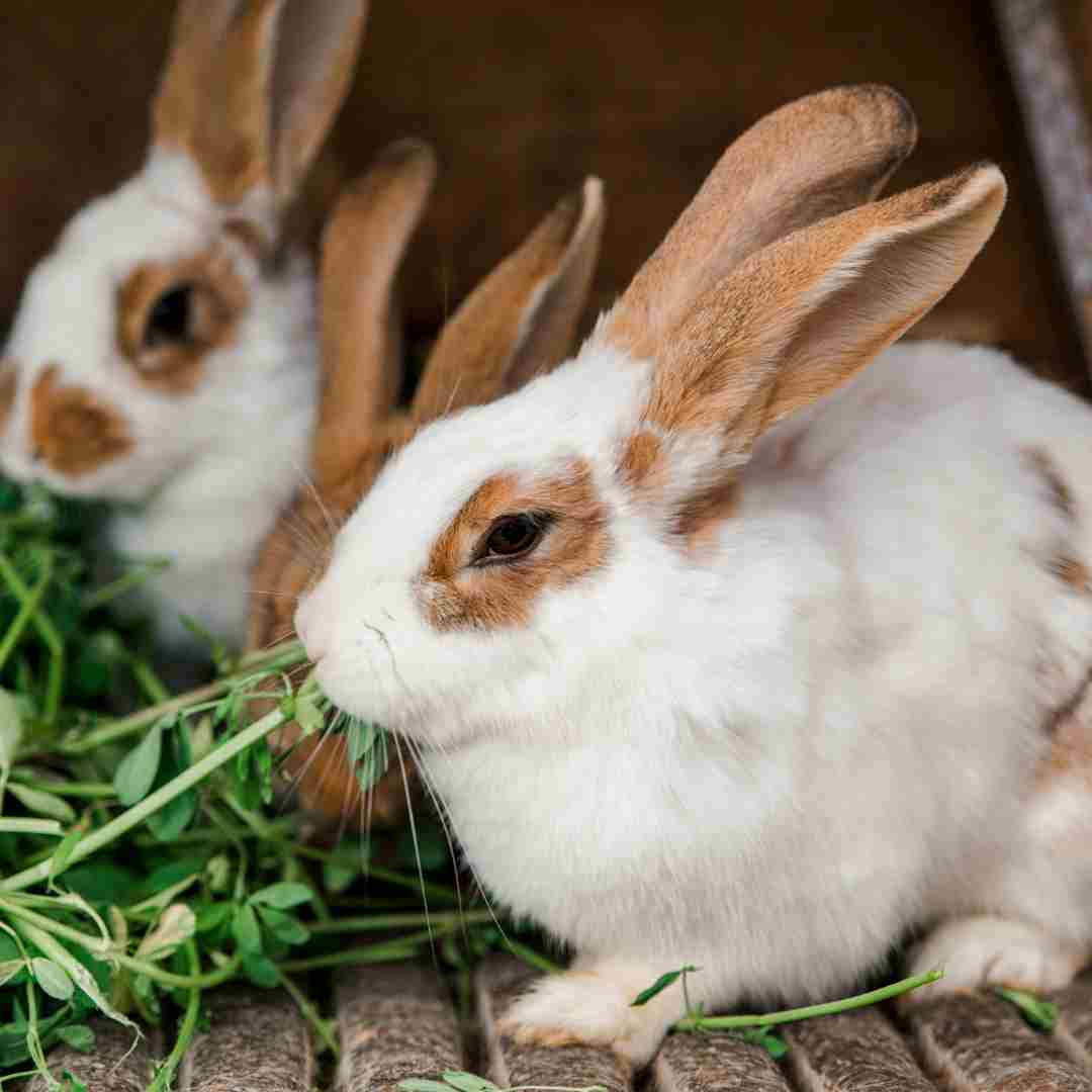 which rabbit is lucky