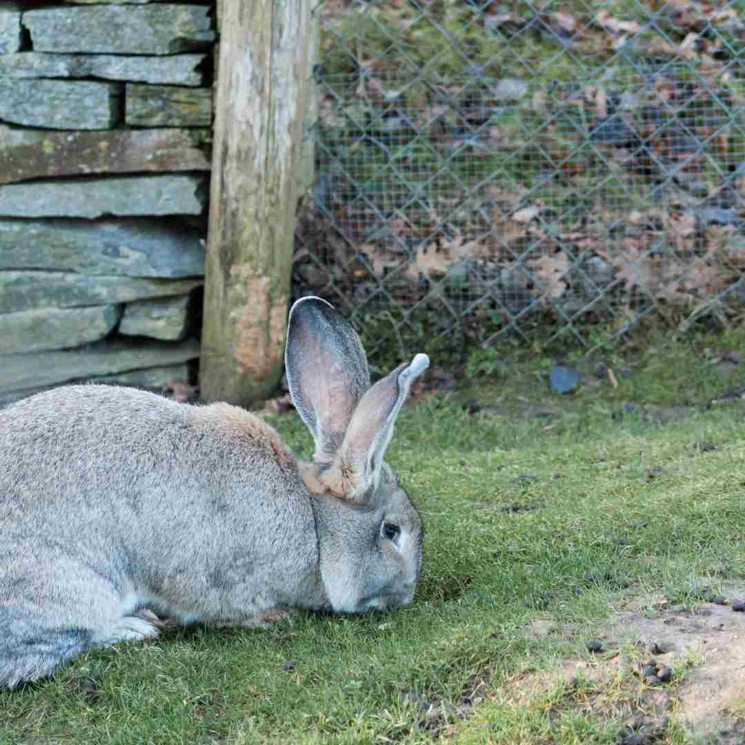 how big is a flemish giant rabbit