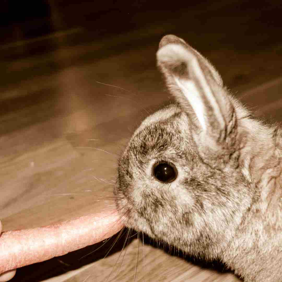 how big can a rabbit get