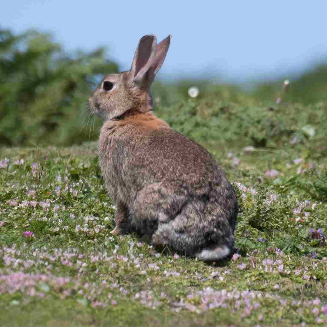 comprehension questions for rabbit proof fence