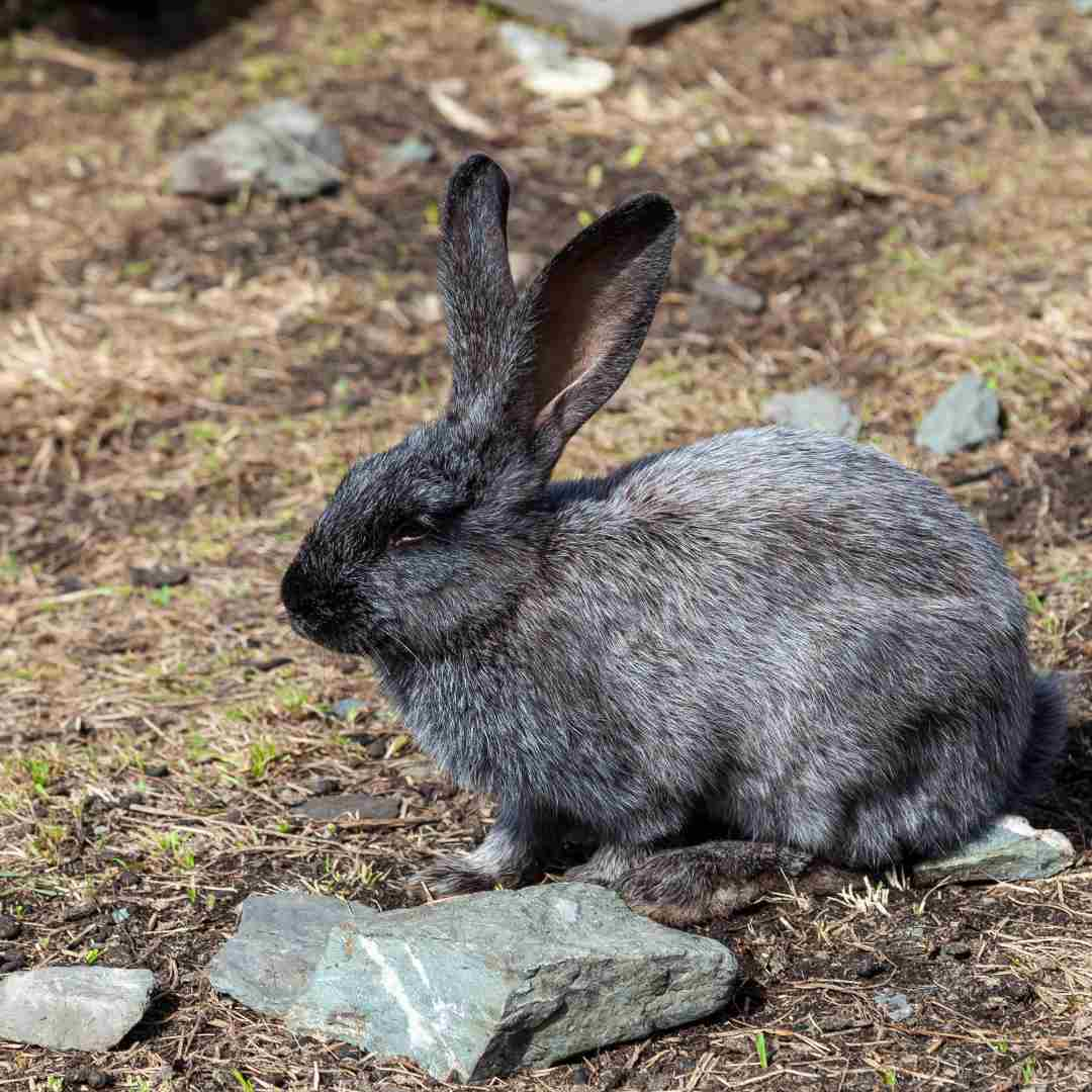 how big is a flemish giant rabbit