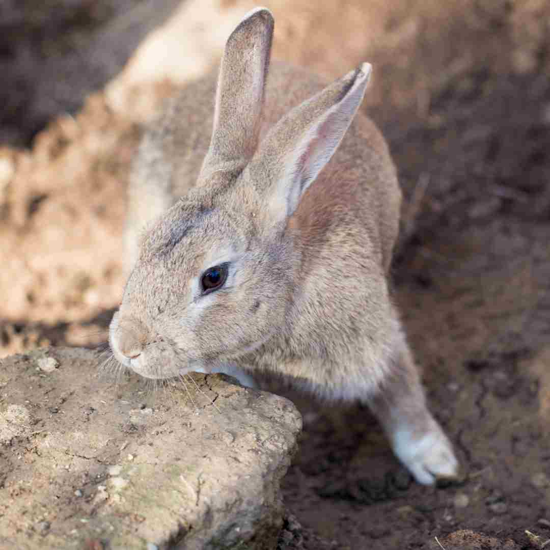 where do rabbits come from