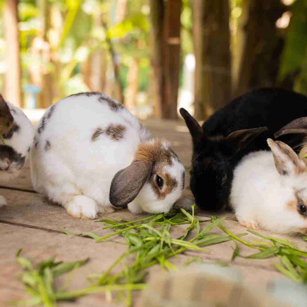 can rabbits eat grapes