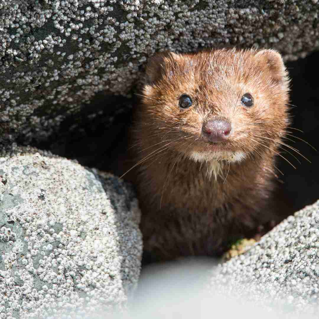 is rabbit and mink the same race