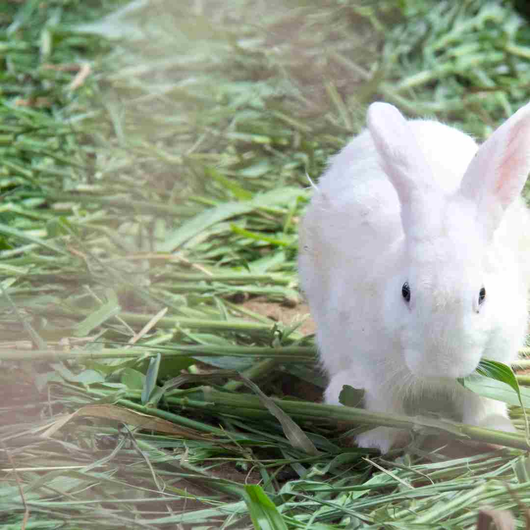 is rabbit ok to eat