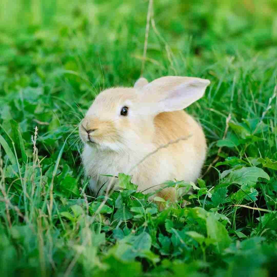 unusual rabbit names