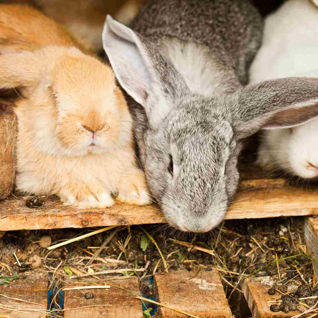 how to raise show rabbits