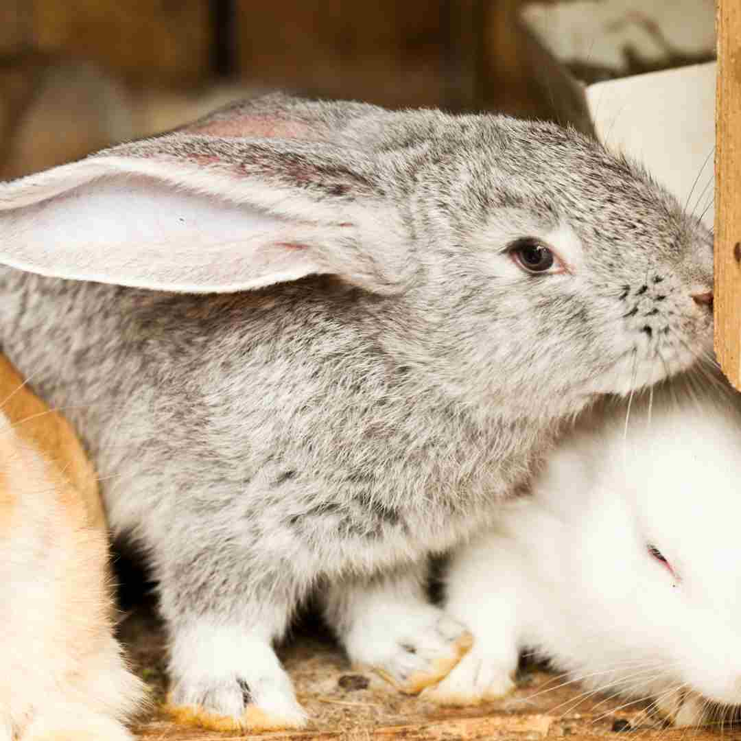 how to raise show rabbits