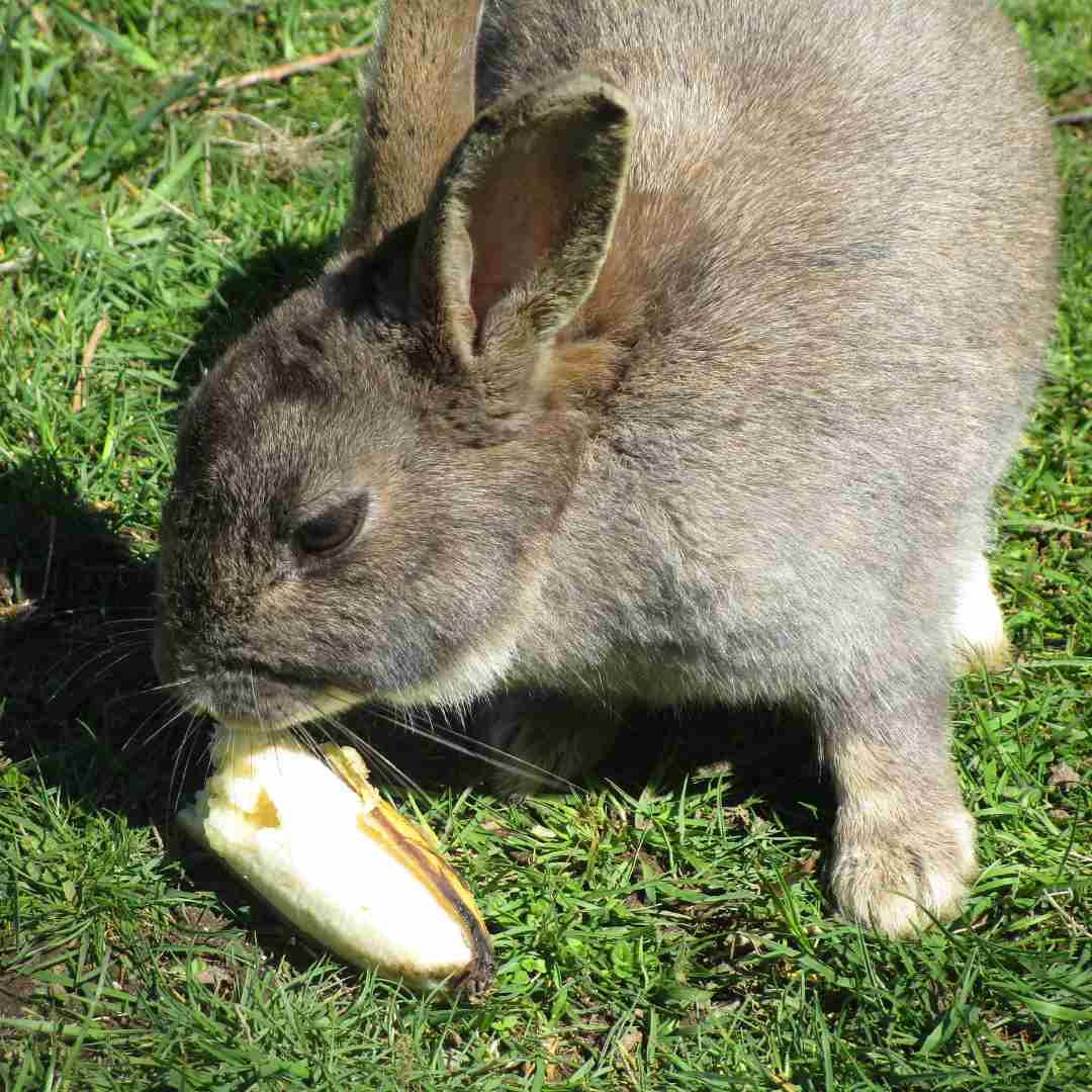 can rabbits eat bananas