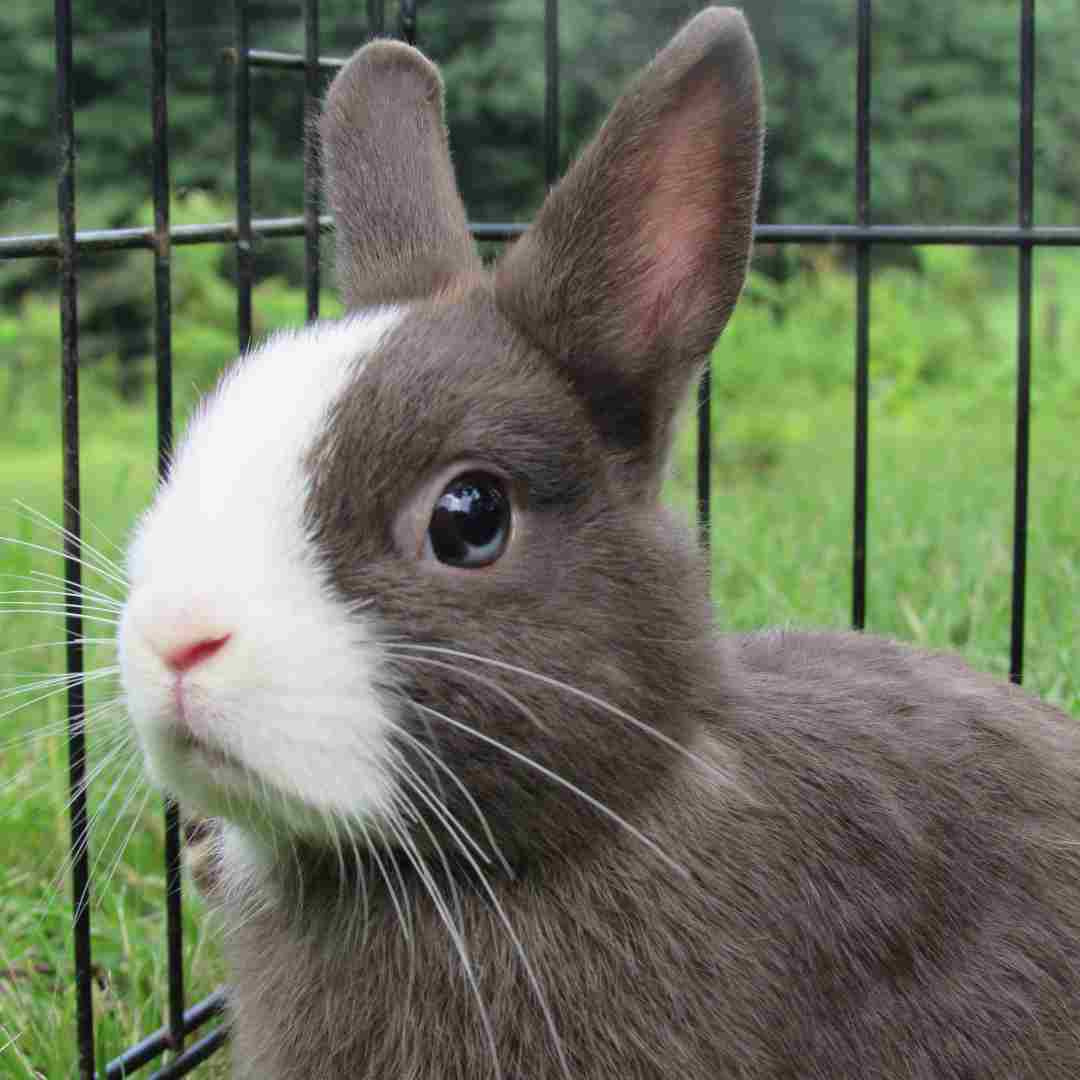 how to get rabbit out of window well