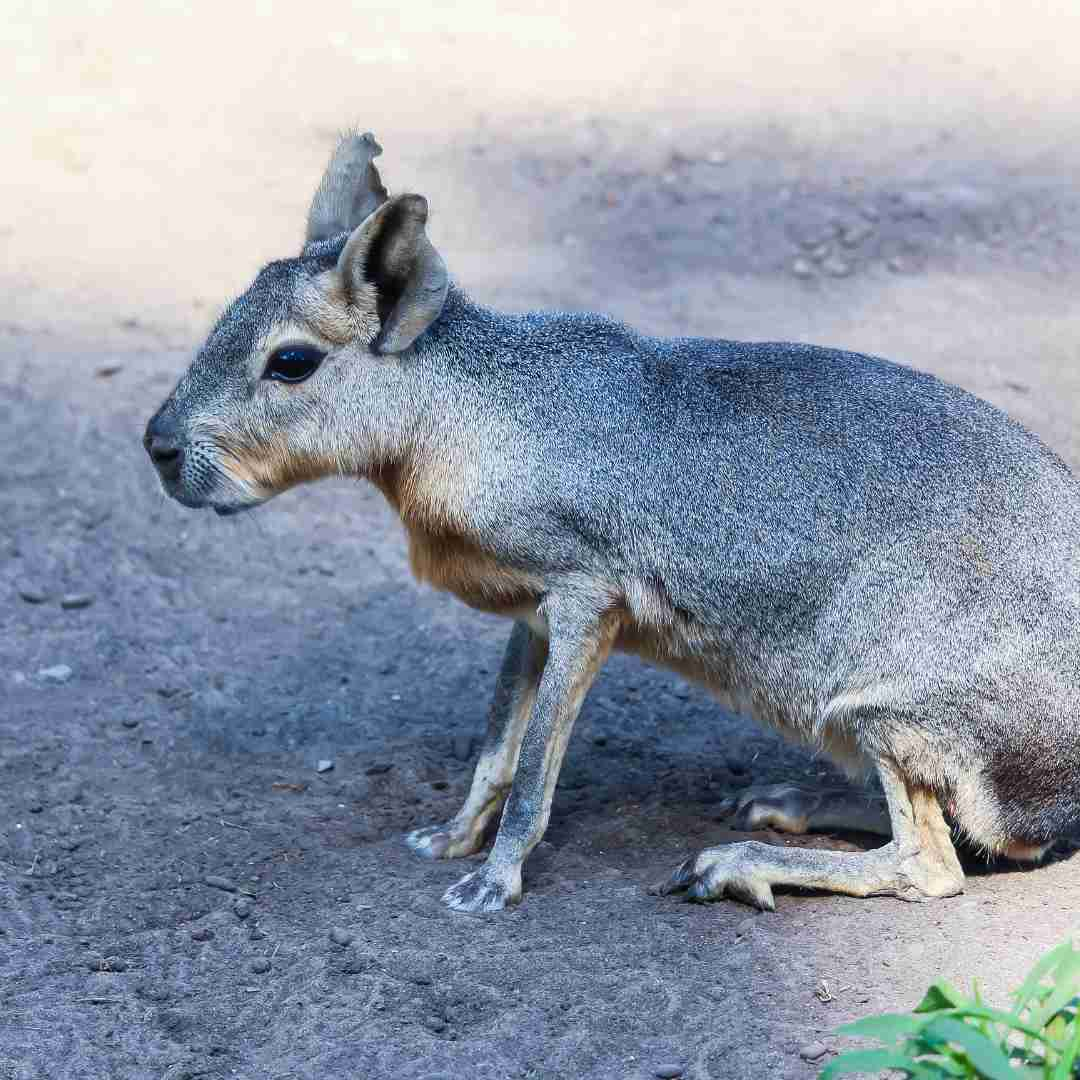 what should rabbit poop look like