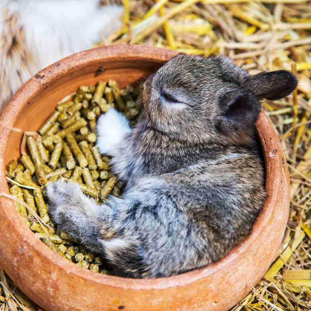 where do rabbits sleep