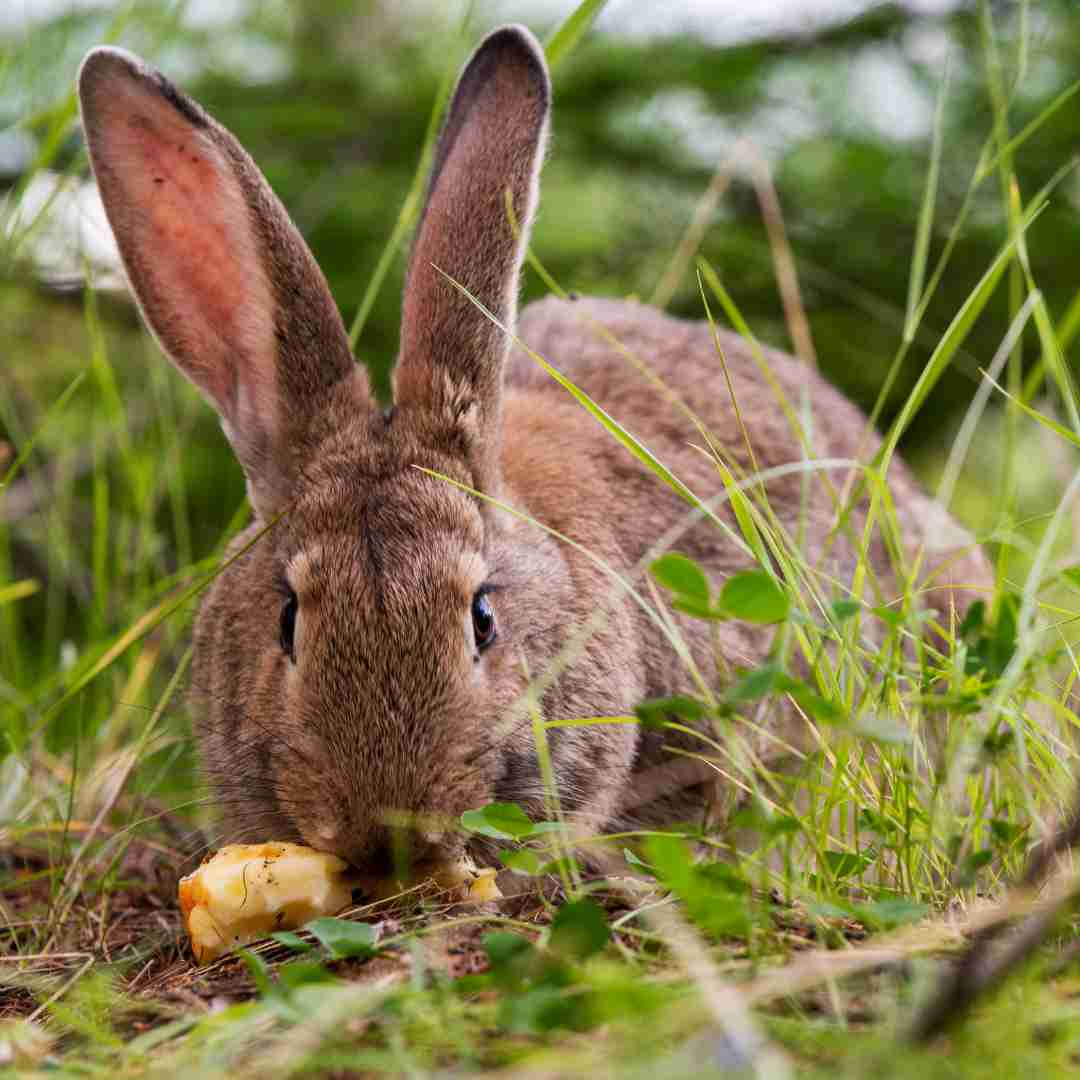 can rabbits eat apples