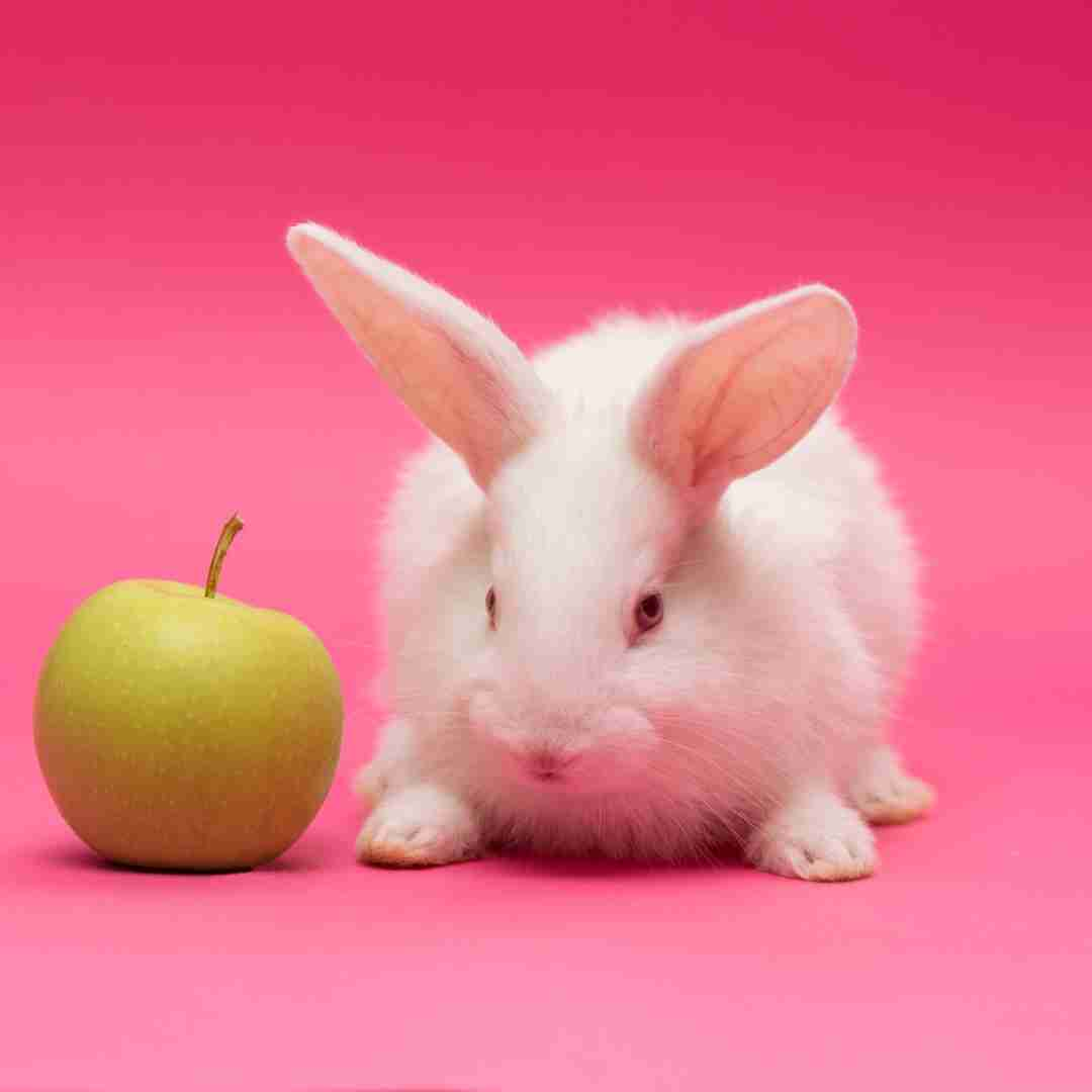 can rabbits eat apples