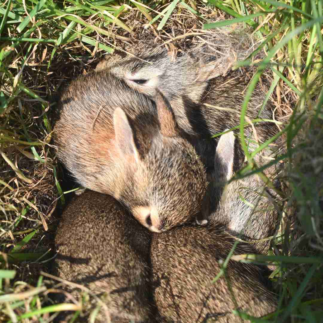 how big can a rabbit grow