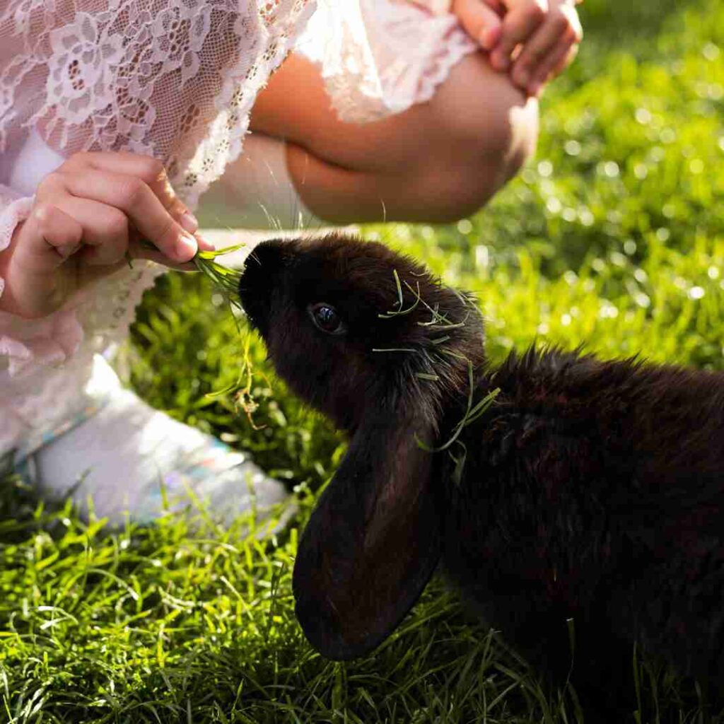 how do rabbits feed their babies