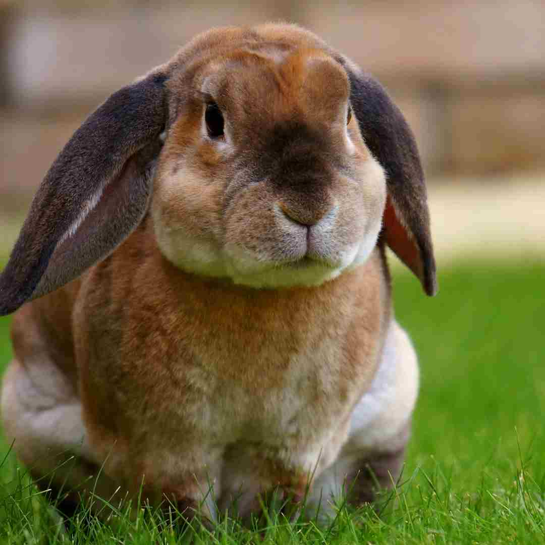 is 2022 a good year for rabbit