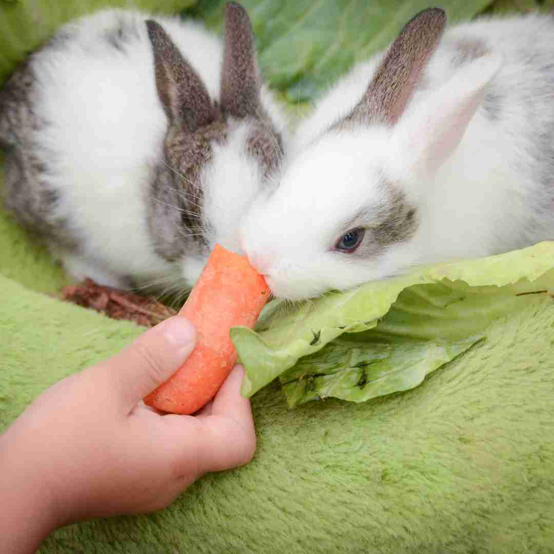 how do rabbits feed their babies