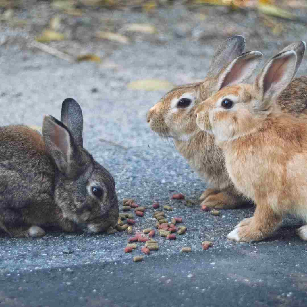 can rabbits eat rabbit