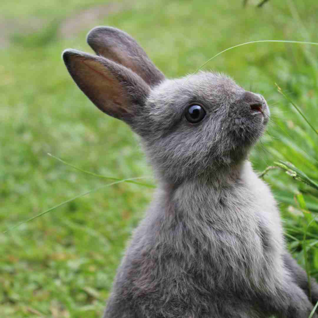 what do i need for a bunny rabbit