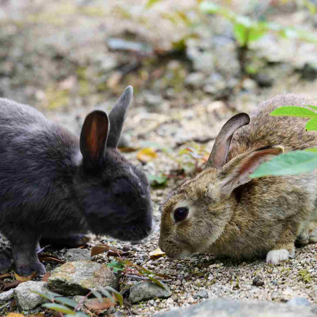 questions for rabbits