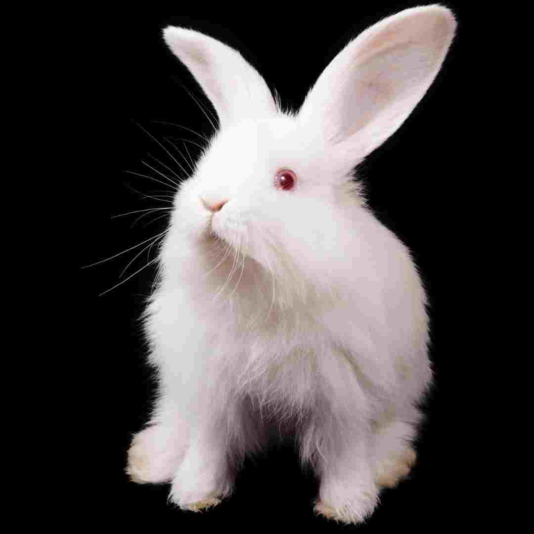 why rabbits have long ears