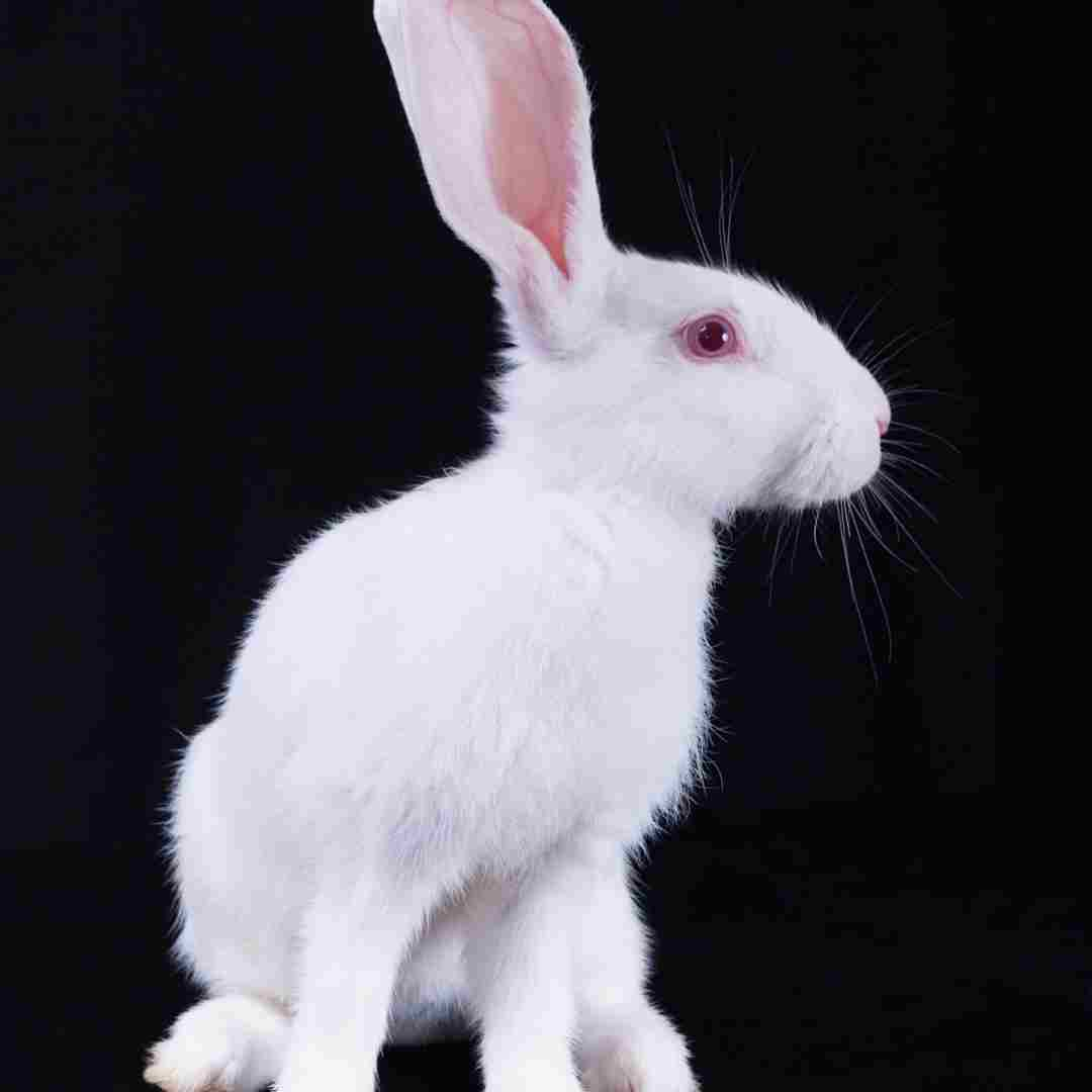 why rabbits have long ears