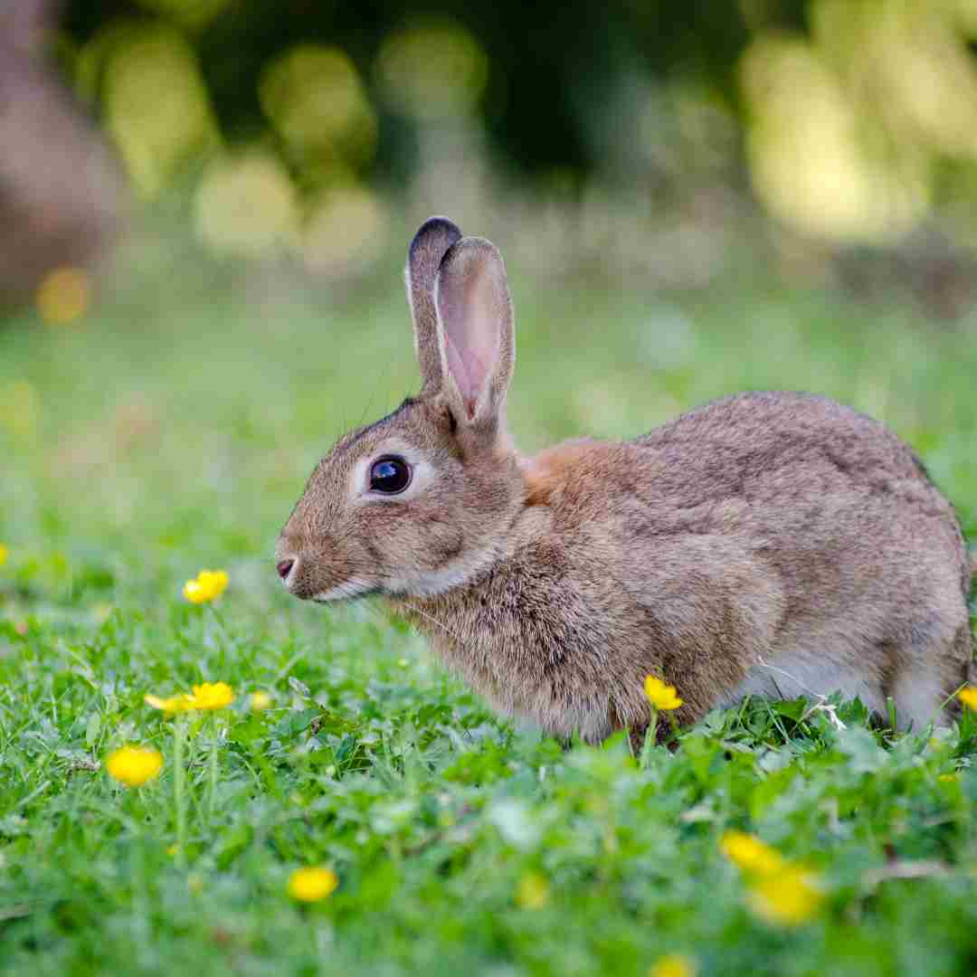 usagi rabbit