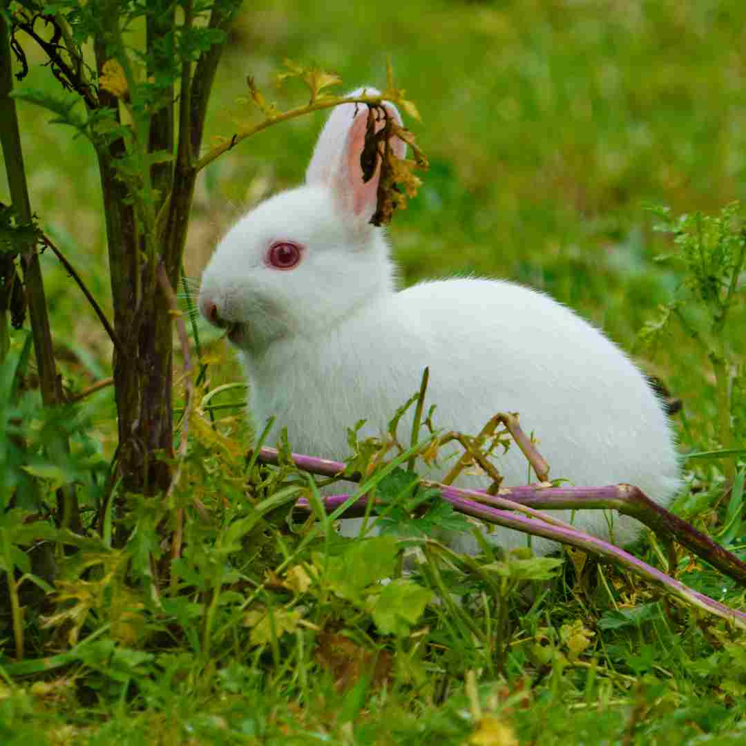 what is the best rabbit to have as a pet