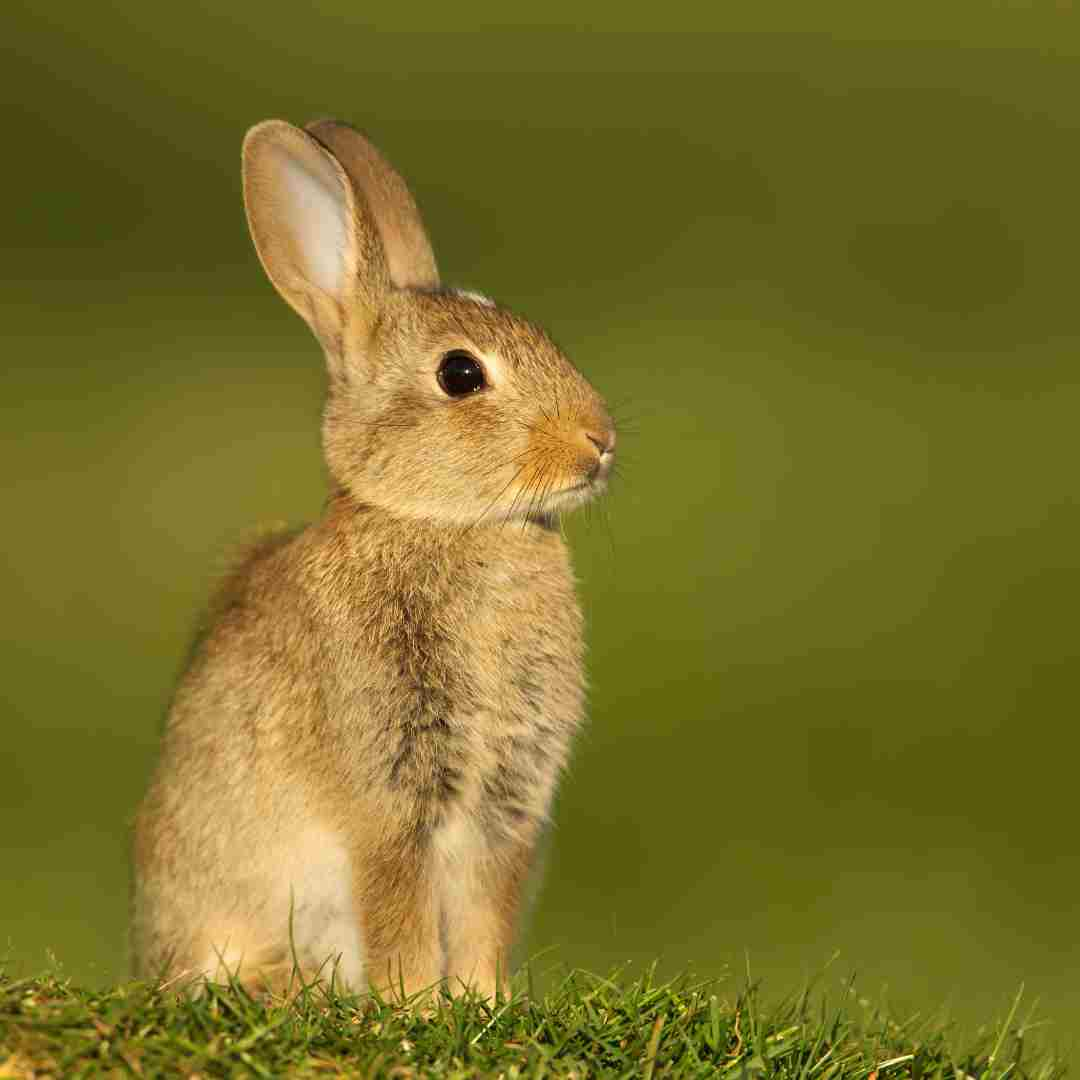 rabbit problem in australia