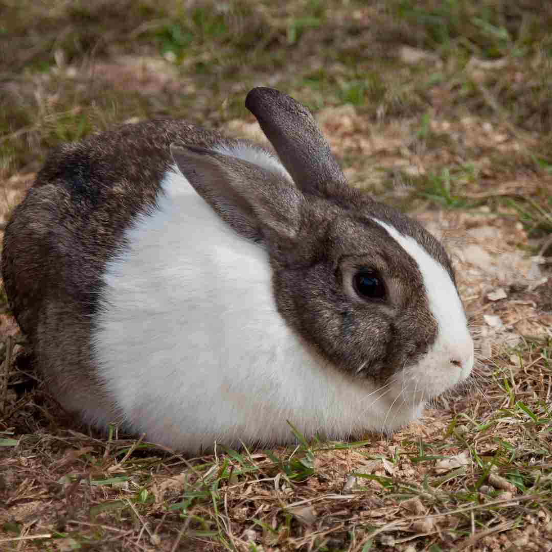 what rabbit colors