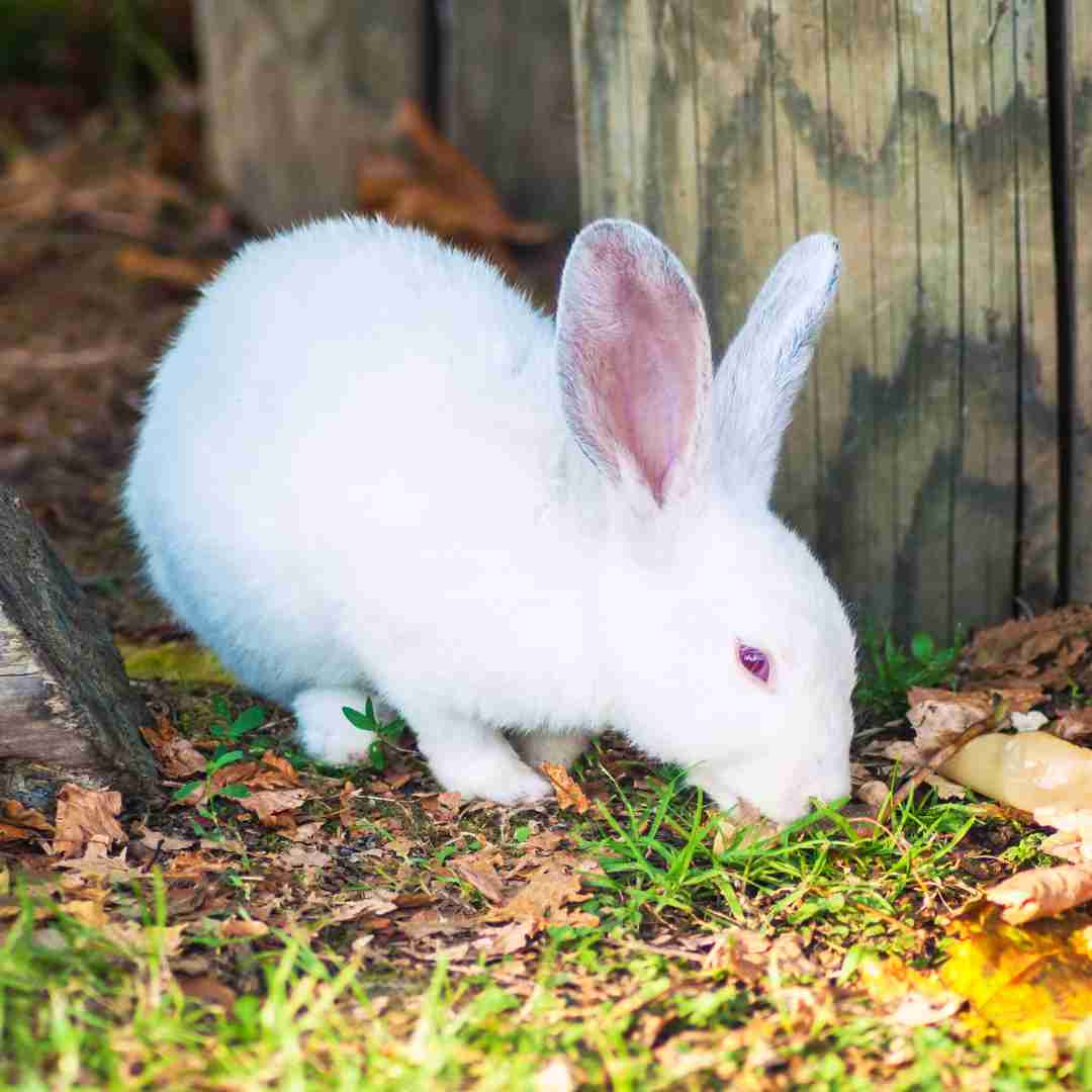 what should rabbits not eat