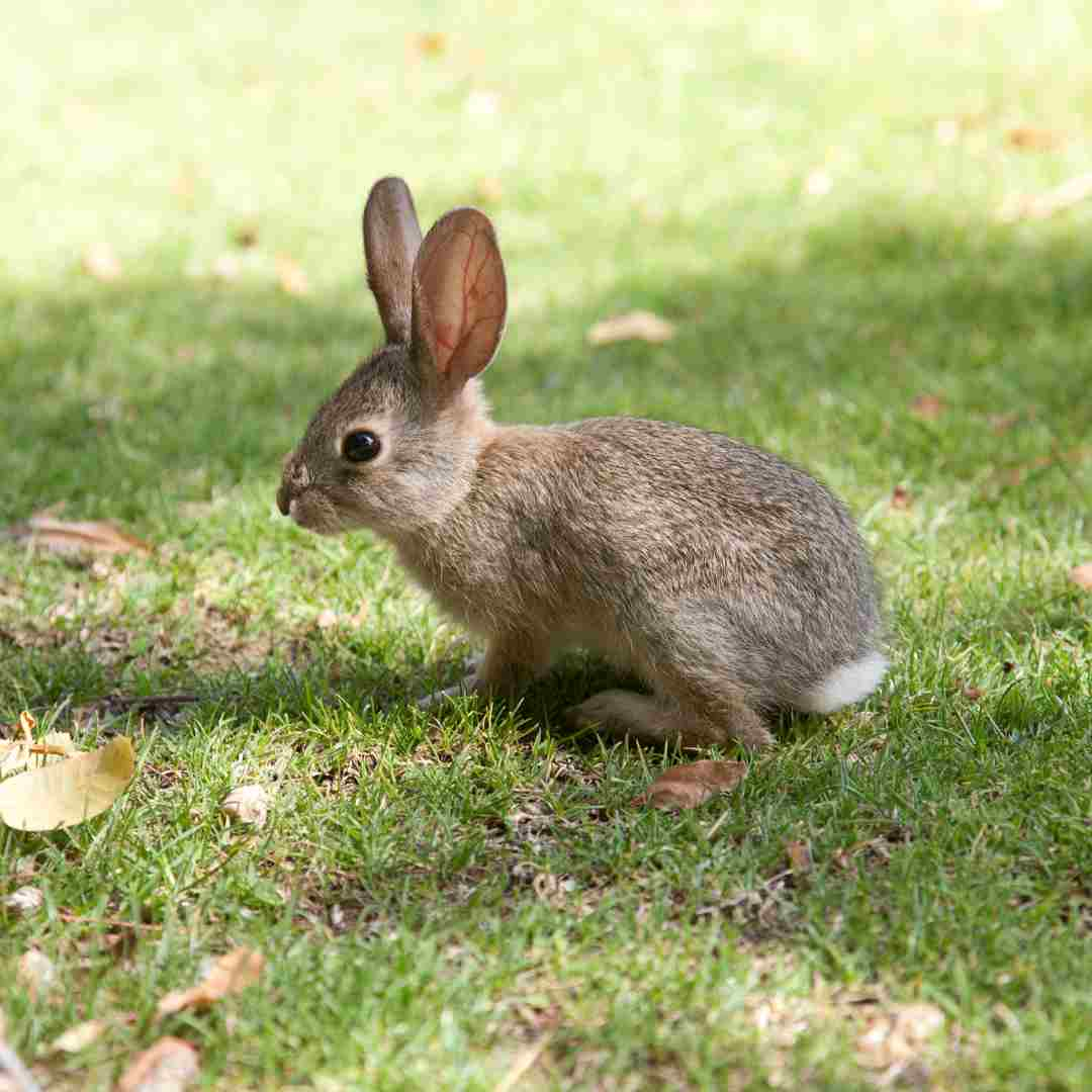 is rabbit a consumer