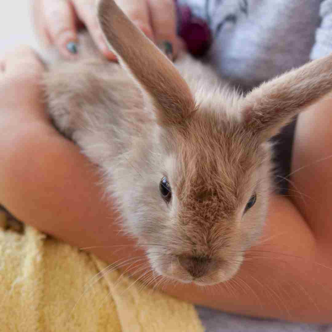 what is needed for rabbit as a pet