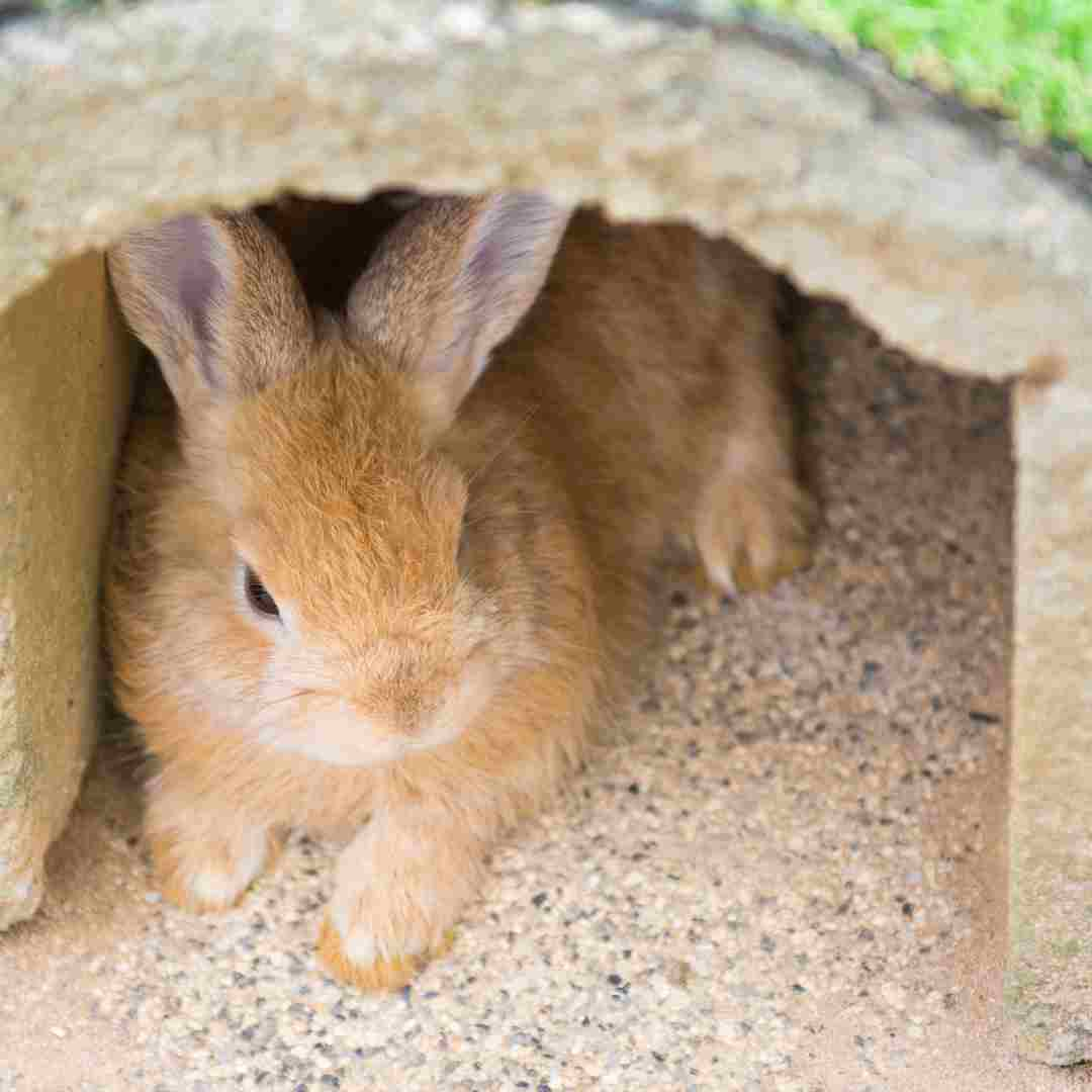 is a rabbit a good pet for a kid