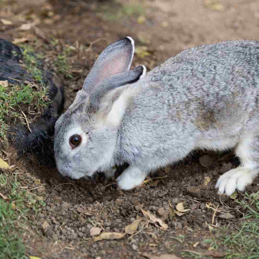 is rabbit a consumer