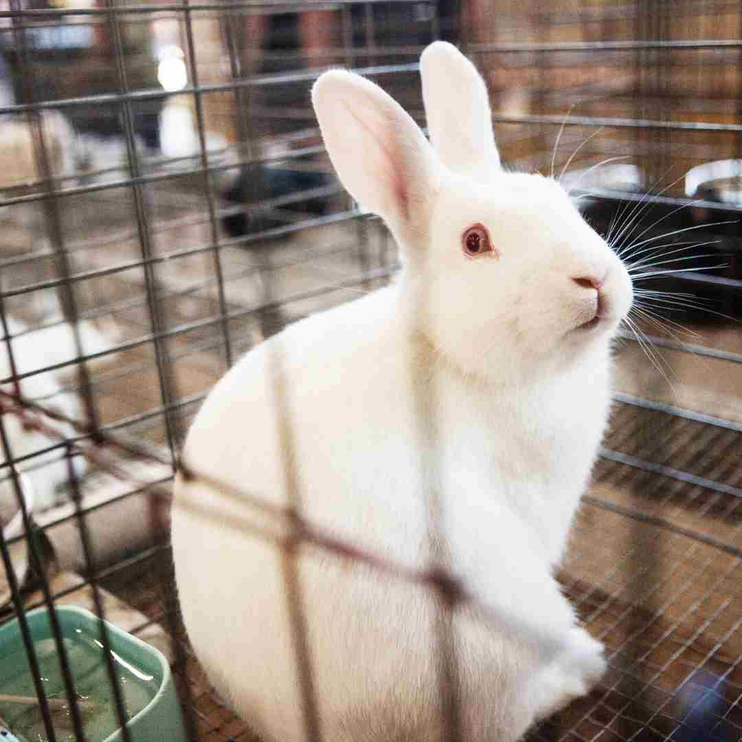 what is needed for rabbit as a pet