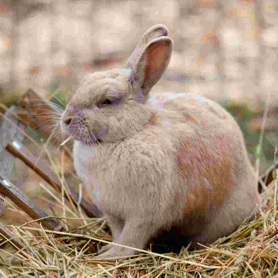 how to make rabbit trap medieval dynasty