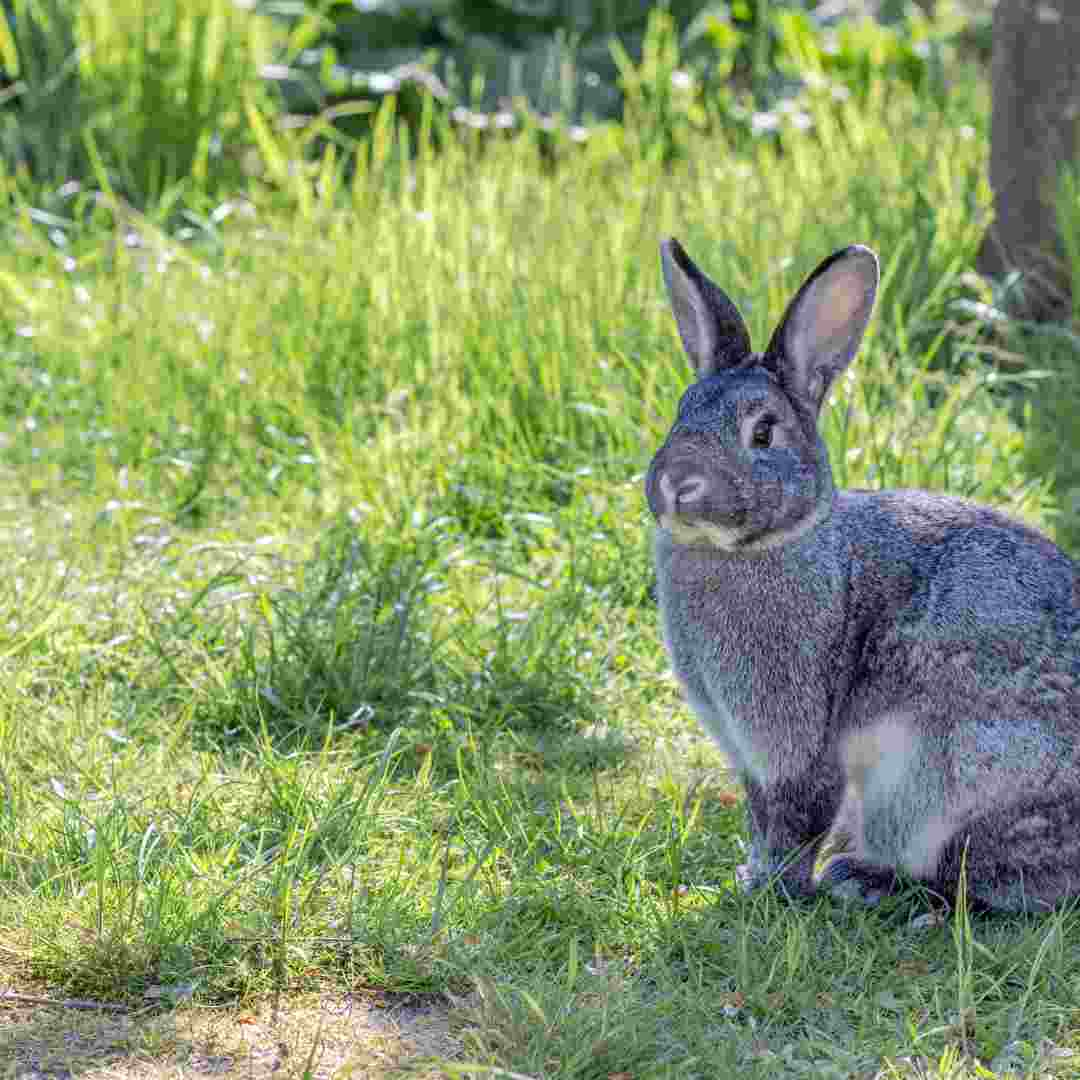 how to make rabbit trap medieval dynasty