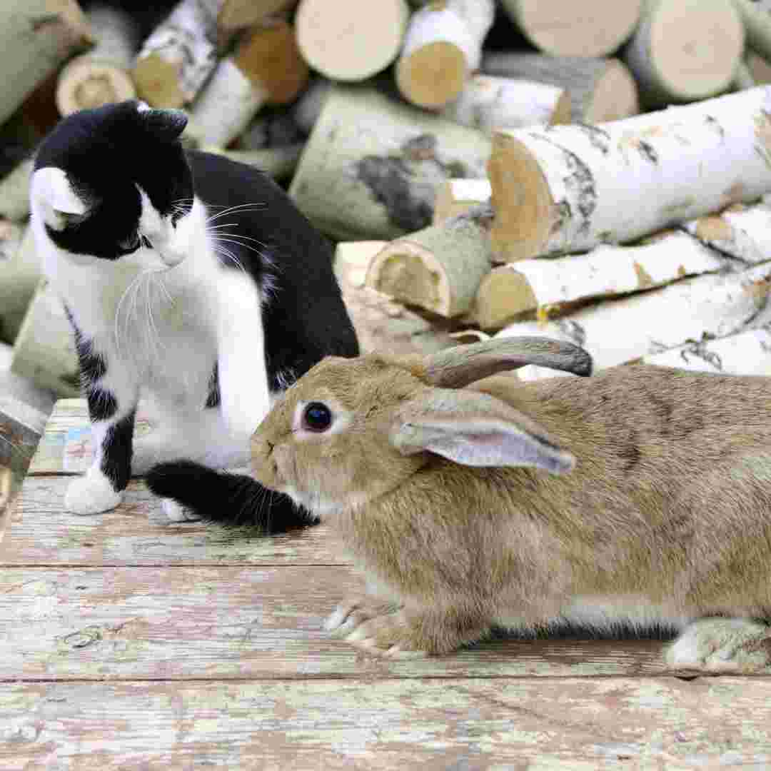 do rabbit get along with cats