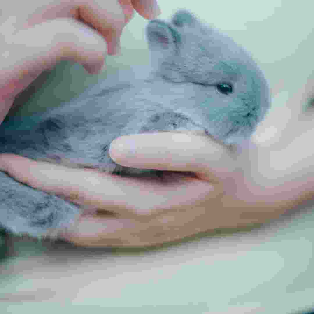 is a rabbit a good pet to have