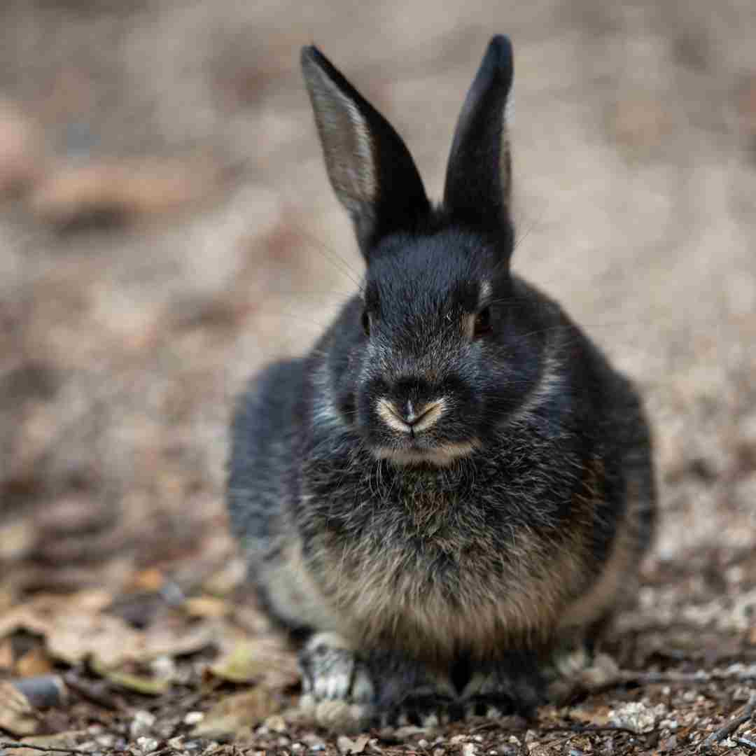 why are rabbits so fast